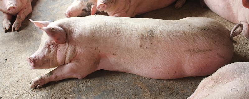 猪用链霉素治疗什么病，怀孕母猪可以用链霉素吗