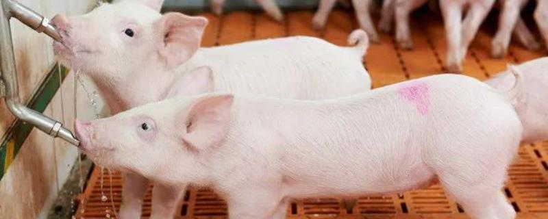 猪吐不吃食是什么病，是什么原因引起的