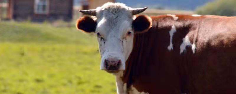肉牛营养需要，肉牛是公牛还是母牛