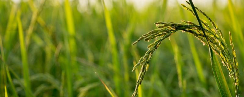 稻子什么季节成熟，稻子是单子叶植物还是双子叶植物
