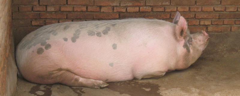 猪油皮病有特效药吗，附症状和发病原因