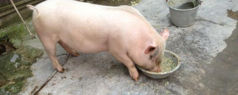 猪挑食不爱吃怎么办，是什么原因导致的