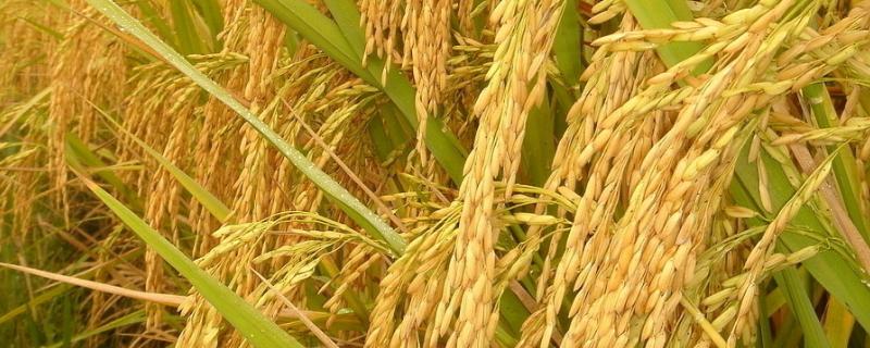 超级杂交水稻最高亩产，杂交水稻和普通水稻的区别