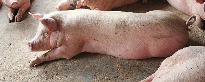 猪转圈是什么病，附症状和发病原因