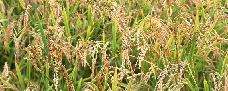 水稻的生活环境有什么特点，水稻的繁殖方式