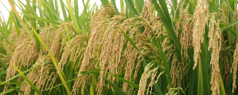 水稻是什么粮食，水稻是单子叶还是双子叶