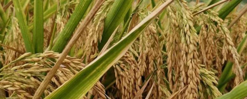 水稻收获季节，我国南方和北方的水稻有什么区别吗