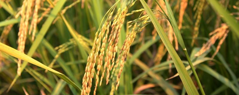 水稻后期水分管理方法，水稻生长分为几个时期