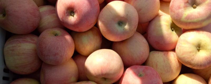 斯尼克苹果和红富士有什么区别，斯尼克苹果品种介绍