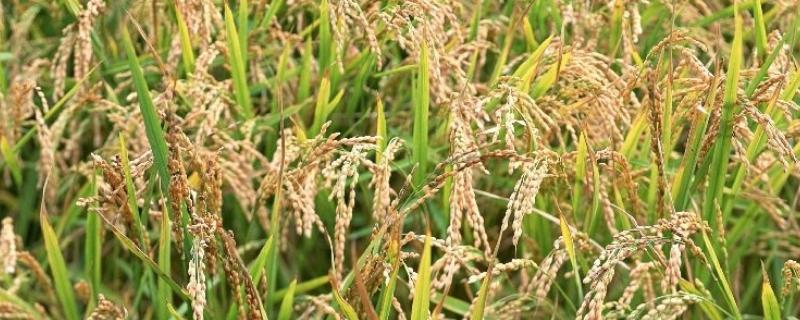 水稻红叶子怎么回事,有多大的危害，水稻红叶子怎么防治
