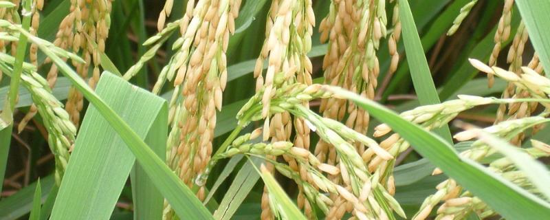 我国优质水稻的主要分布区域，水稻分蘖期是指哪个时候