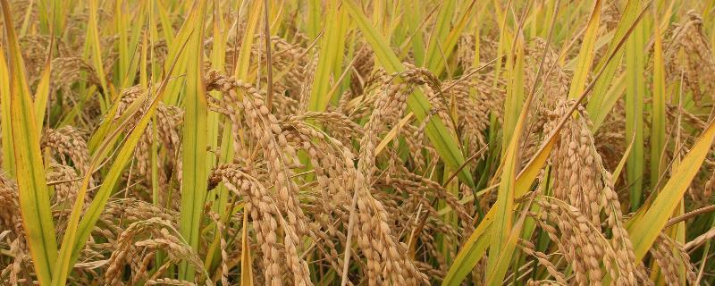 稻田里的野稻子怎么去除，野稻子和稻子的区别