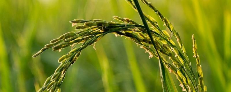 水稻出米率一般多少，水稻出米率如何计算