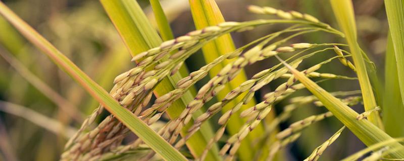 籼型杂交水稻培育出来的时间，籼型杂交水稻的意义
