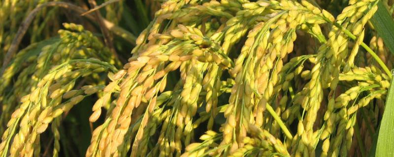 水稻倒伏对产量的影响，倒伏的水稻如何收割