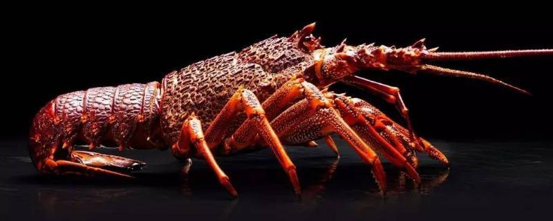 澳洲龙虾怎么养殖，养殖澳洲龙虾要注意的事项