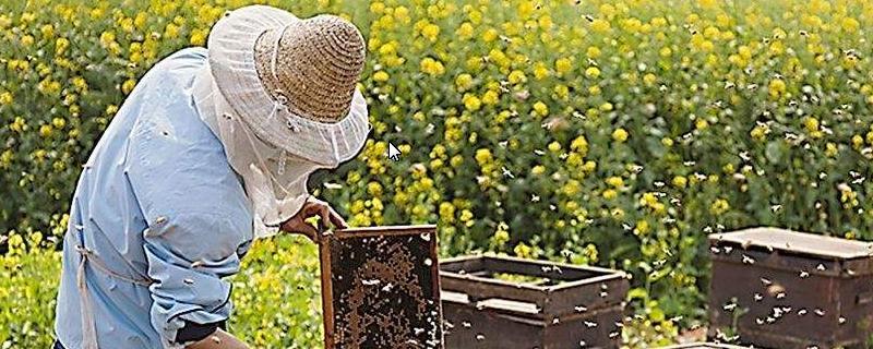 中蜂11月初还可以繁蜂吗，中蜂和意蜂的区别