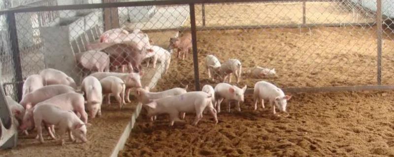 养猪发酵床怎么制作，养猪发酵床的优缺点