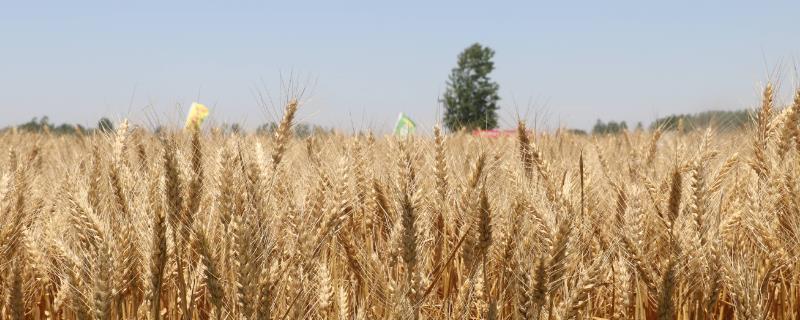 高氯复合肥可以做小麦底肥吗，复合肥是什么肥料