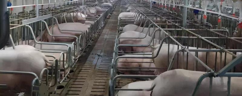 提高猪场母猪配种率的技术措施，母猪配种多次配不上是什么问题
