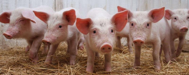 300斤的猪能杀多少斤肉，猪毛重和净重怎么算