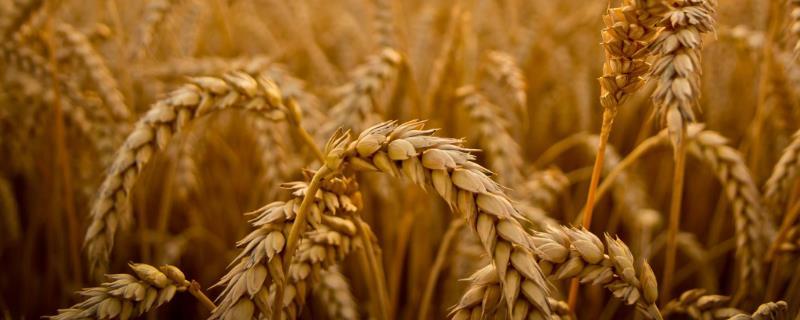 小麦的播种量是多少，播种前需要浸泡吗