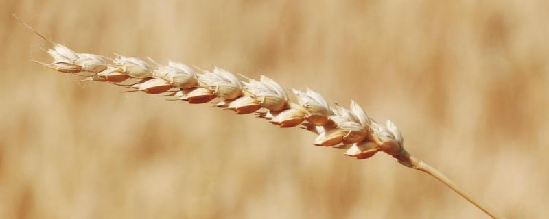 小麦喜欢硫酸钾还是氯化钾，小麦肥害的症状