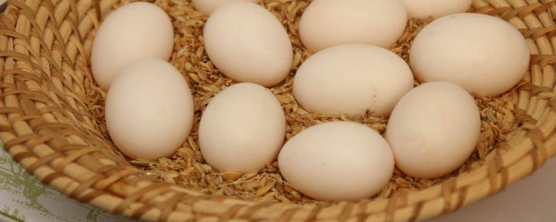 鸽子蛋多久能孵化出来，孵化出来如何喂养