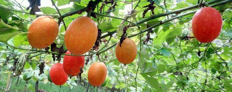 吊瓜子种植栽培方法，吊瓜子和瓜蒌子的区别