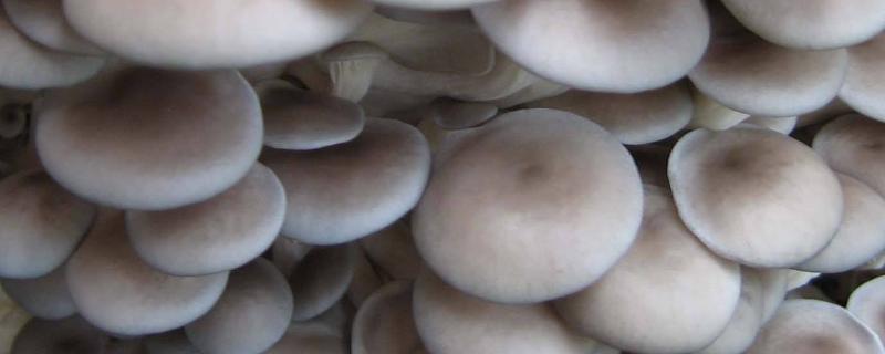 平菇种植方法和步骤，平菇是碱性食物还是酸性食物