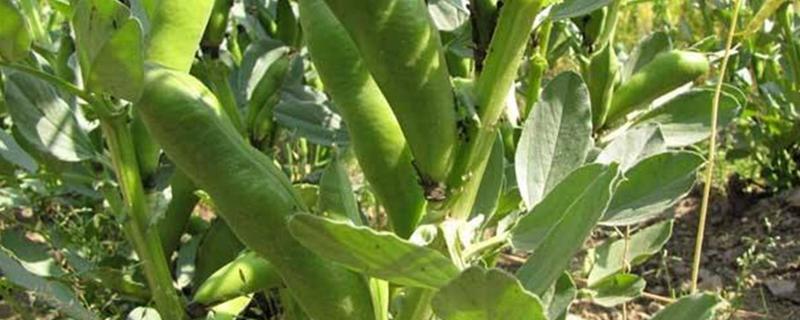 蚕豆一窝种几粒，蚕豆的种植方法