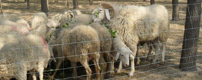羊圈护栏上下尺寸，羊圈用什么消毒