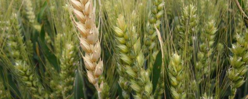 麦子的生长过程，麦子几月份成熟