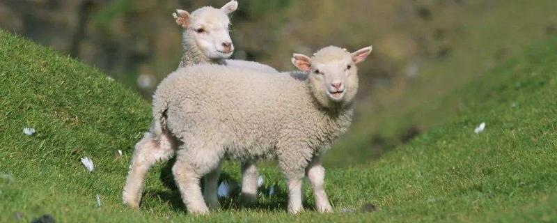 小羊羔冬天能承受零下多少度，小羊羔喂什么饲料长得快