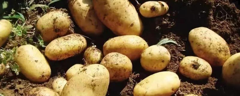 大棚土豆种植时间和方法，如何管理