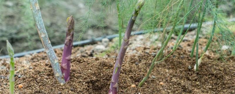 芦笋的种植与栽培技术，如何管理