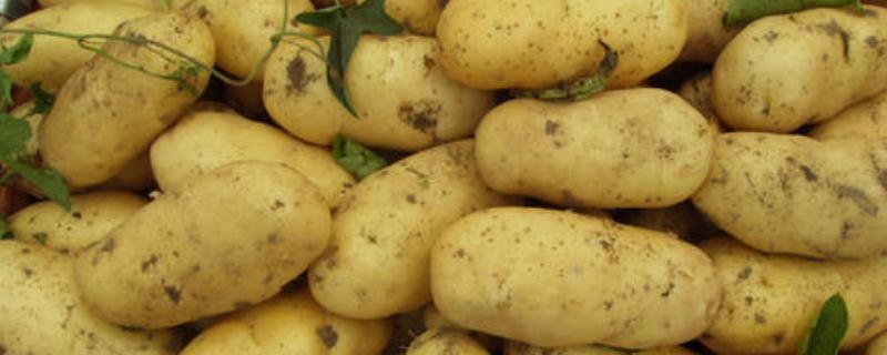 土豆的生长周期多少天，霜冻后土豆还能生长吗