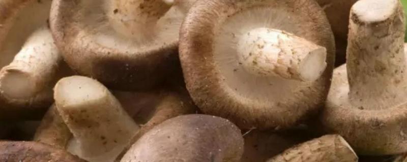 哪里有学种香菇技术的，种香菇需要的条件有哪些?