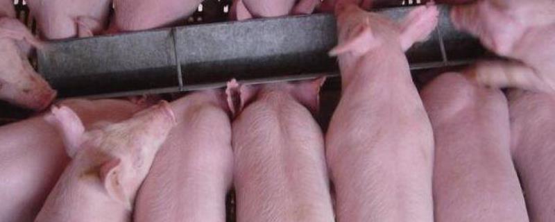 6个半月猪可以长多大，从200斤到300斤要多久