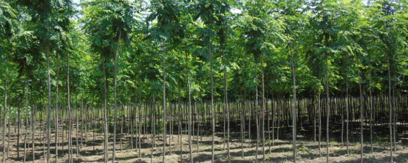 速生林生长周期多少，速生林有哪些树种