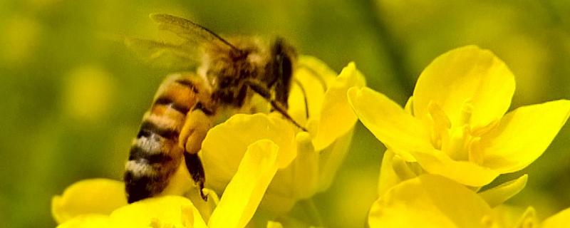 工蜂的寿命有多长，工蜂的职责是什么