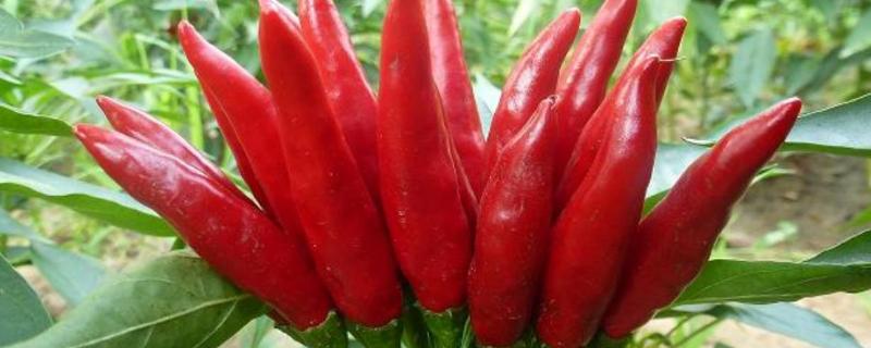 子弹头辣椒种植技术，亩产量一般是多少斤