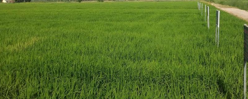 直播水稻除草剂方案，直播水稻除草剂打过多久能施肥?