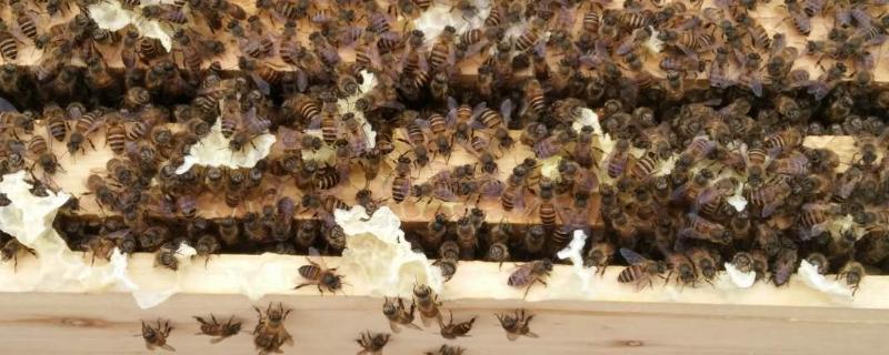 养蜜蜂专用工具，哪些人不适合养蜂