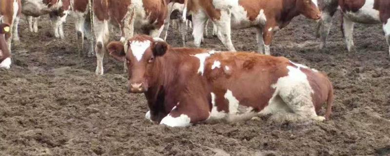 1500斤西门塔尔牛能出多少肉，附农村养牛催肥秘方