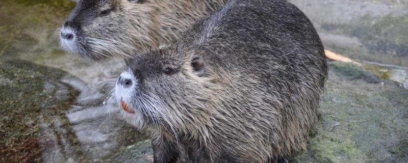 海狸鼠为什么没人养了，海狸鼠吃什么食物，是保护动物吗