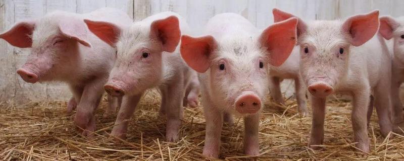 美国猪为什么叫莱猪，反莱猪是什么意思
