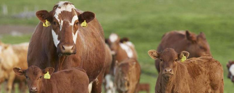牛一年繁殖几次，牛没奶用啥方法催奶最快