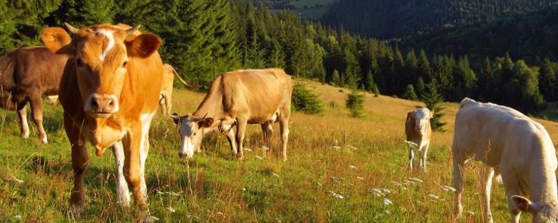 繁殖母牛一天喂多少小苏打，过量会导致什么后果