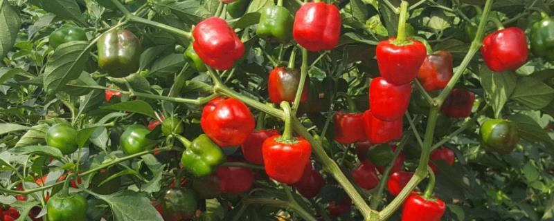 灯笼椒种子种植方法，灯笼椒种子发芽温度